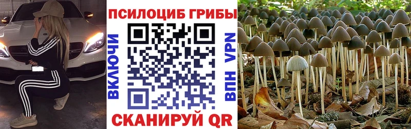 мега как зайти  купить   Биробиджан  Псилоцибиновые грибы Psilocybe 